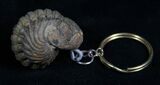 Real Phacops Trilobite Keychain #4724-1